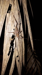 Phricta spinosa