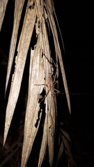 Phricta spinosa