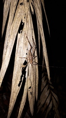 Phricta spinosa