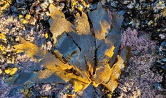 Eisenia arborea