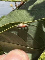 Coccinellidae