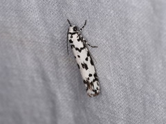 Ethmia eupostica