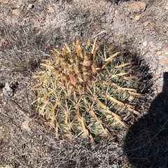 Ferocactus latispinus