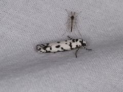 Ethmia eupostica