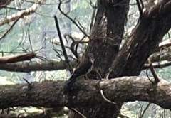 Falco novaeseelandiae