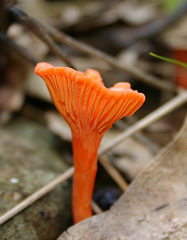 Cantharellus cinnabarinus