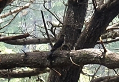 Falco novaeseelandiae