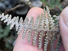 Myriopteris clevelandii