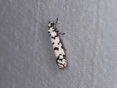 Ethmia eupostica