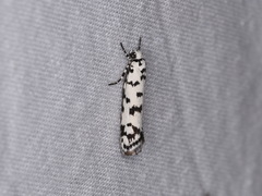 Ethmia eupostica