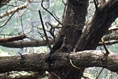 Falco novaeseelandiae
