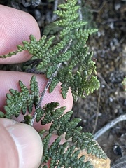 Myriopteris clevelandii