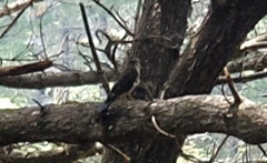 Falco novaeseelandiae