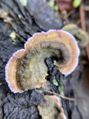 Trichaptum fuscoviolaceum