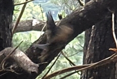 Falco novaeseelandiae