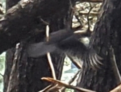 Falco novaeseelandiae