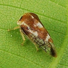 Cyrtolobus