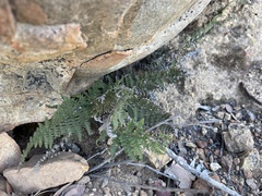 Myriopteris clevelandii