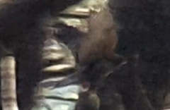 Falco novaeseelandiae