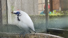 Leucopsar rothschildi