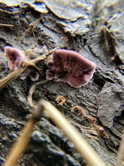 Trichaptum fuscoviolaceum