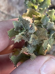 Hazardia squarrosa