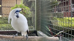 Leucopsar rothschildi