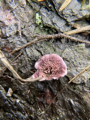 Trichaptum fuscoviolaceum