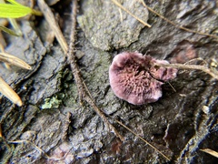 Trichaptum fuscoviolaceum