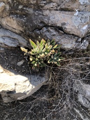 Echeveria