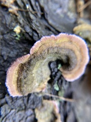 Trichaptum fuscoviolaceum