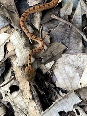 Leptodeira polysticta