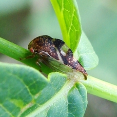 Cyrtolobus