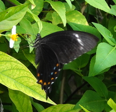 Papilio fuscus