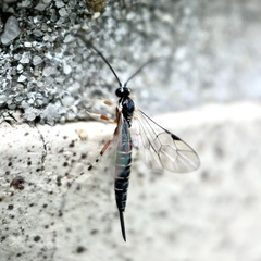 Itoplectis