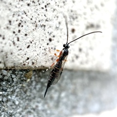 Itoplectis