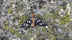 Amata huebneri