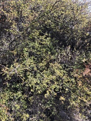 Mimosa aculeaticarpa