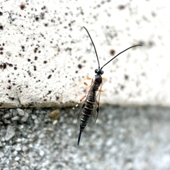 Itoplectis
