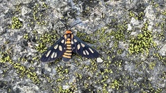 Amata huebneri