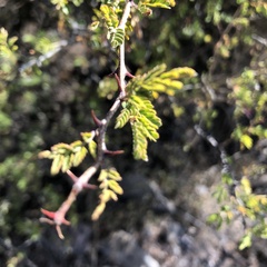 Mimosa aculeaticarpa