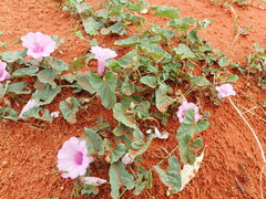 Ipomoea muelleri