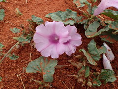 Ipomoea muelleri