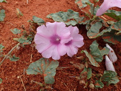 Ipomoea muelleri