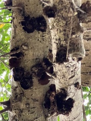 Auricularia auricula-judae