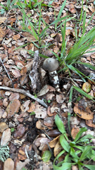 Entoloma ferruginans
