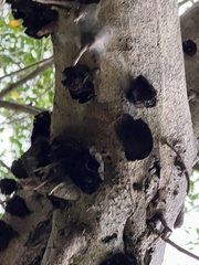 Auricularia auricula-judae