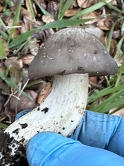 Entoloma ferruginans