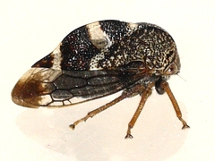 Cyrtolobus tuberosus