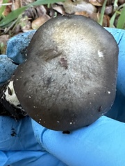 Entoloma ferruginans